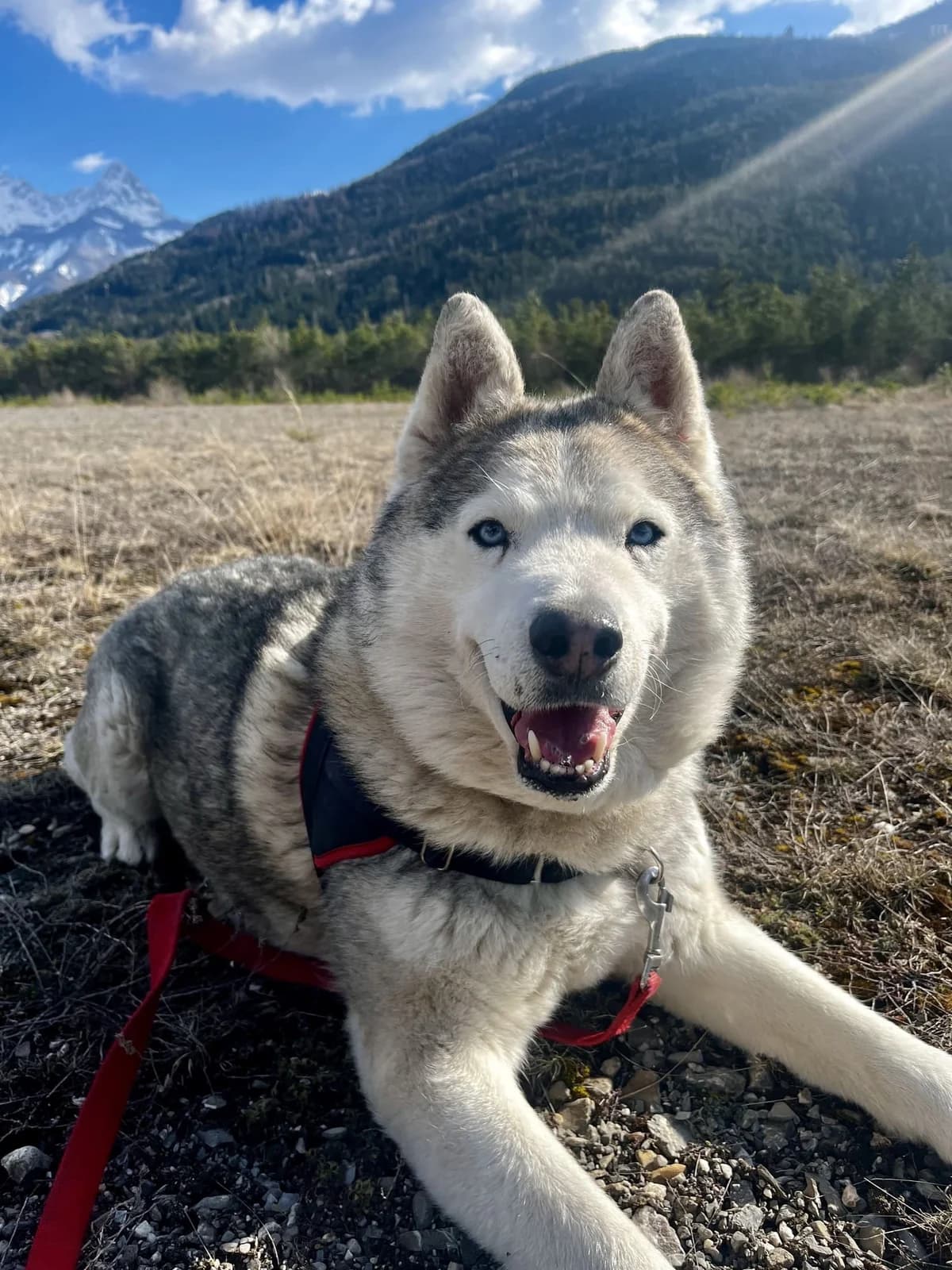 Niro, male Husky for adoption at AUDACCE – Refuge de la Vallée de l, Barcelonnette