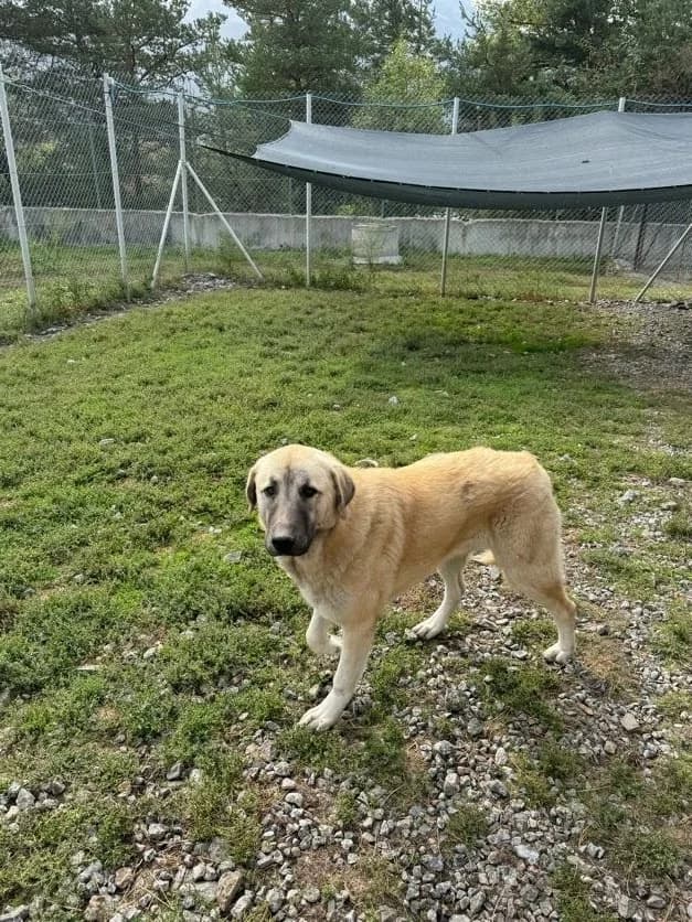 Odéon, male Mixed Breed for adoption at AUDACCE – Refuge de la Vallée de l, Barcelonnette