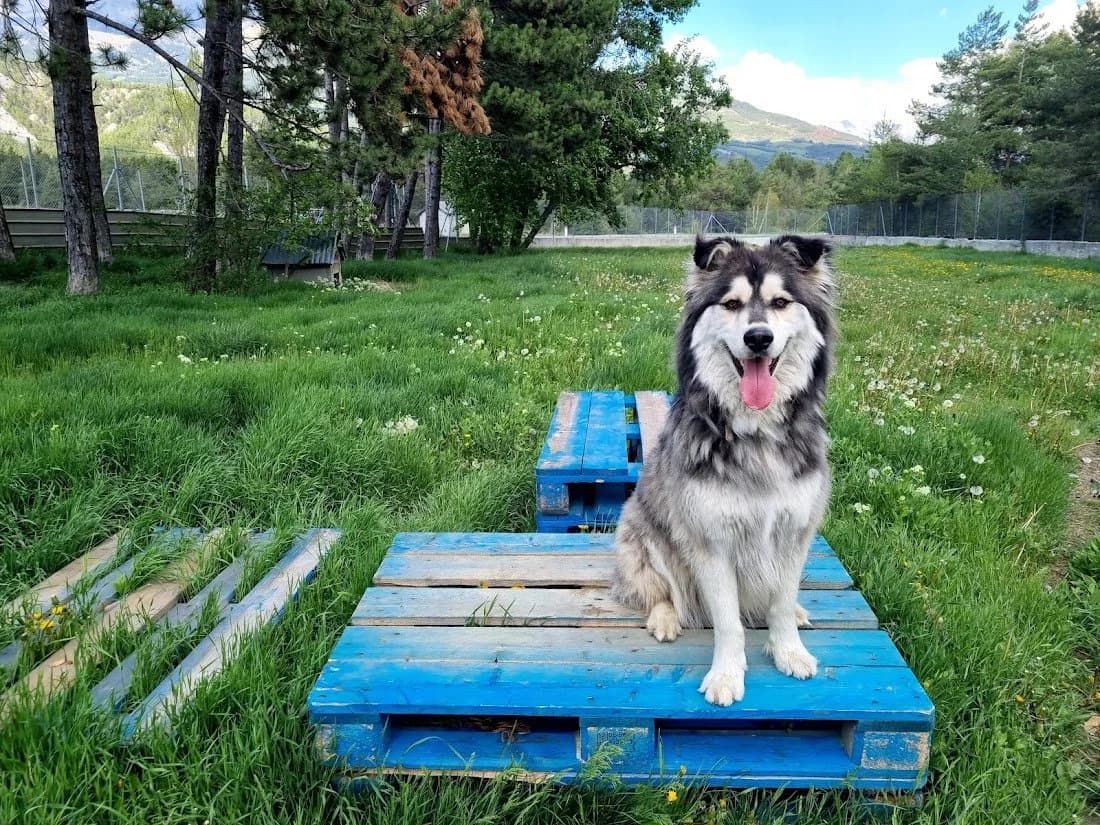 Pearly, male Mixed Breed for adoption at AUDACCE – Refuge de la Vallée de l, Barcelonnette