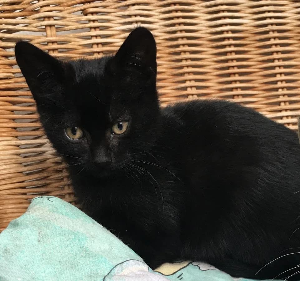 Reglisse, female Mixed Breed for adoption at AUDACCE – Refuge de la Vallée de l, Barcelonnette