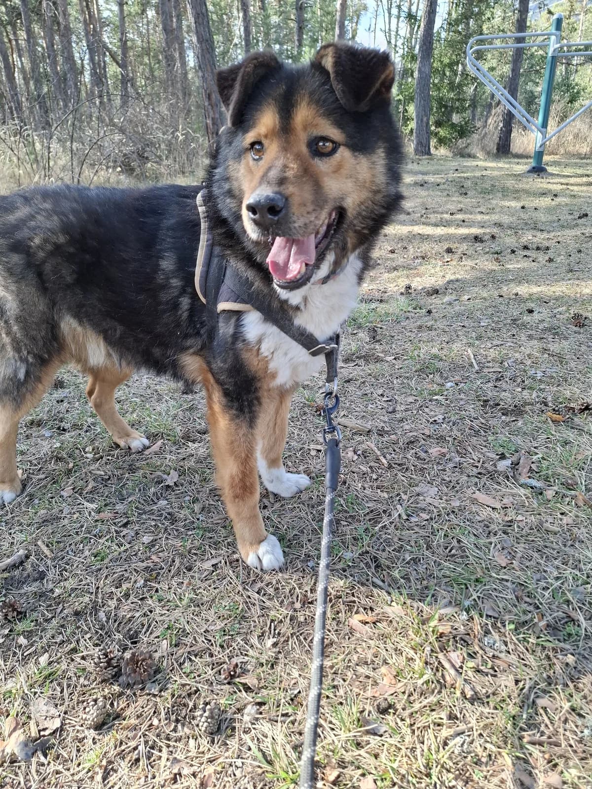 Shériff, male Mixed Breed for adoption at AUDACCE – Refuge de la Vallée de l, Barcelonnette