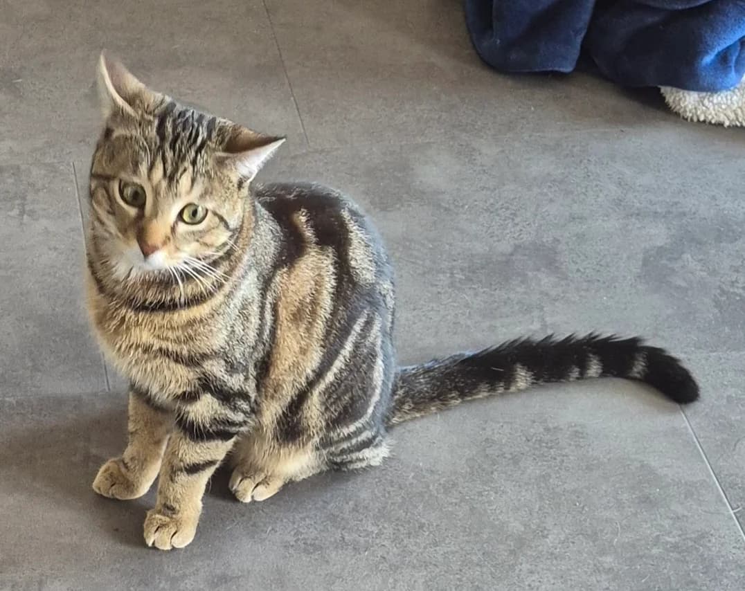 Simba, male Mixed Breed for adoption at AUDACCE – Refuge de la Vallée de l, Barcelonnette