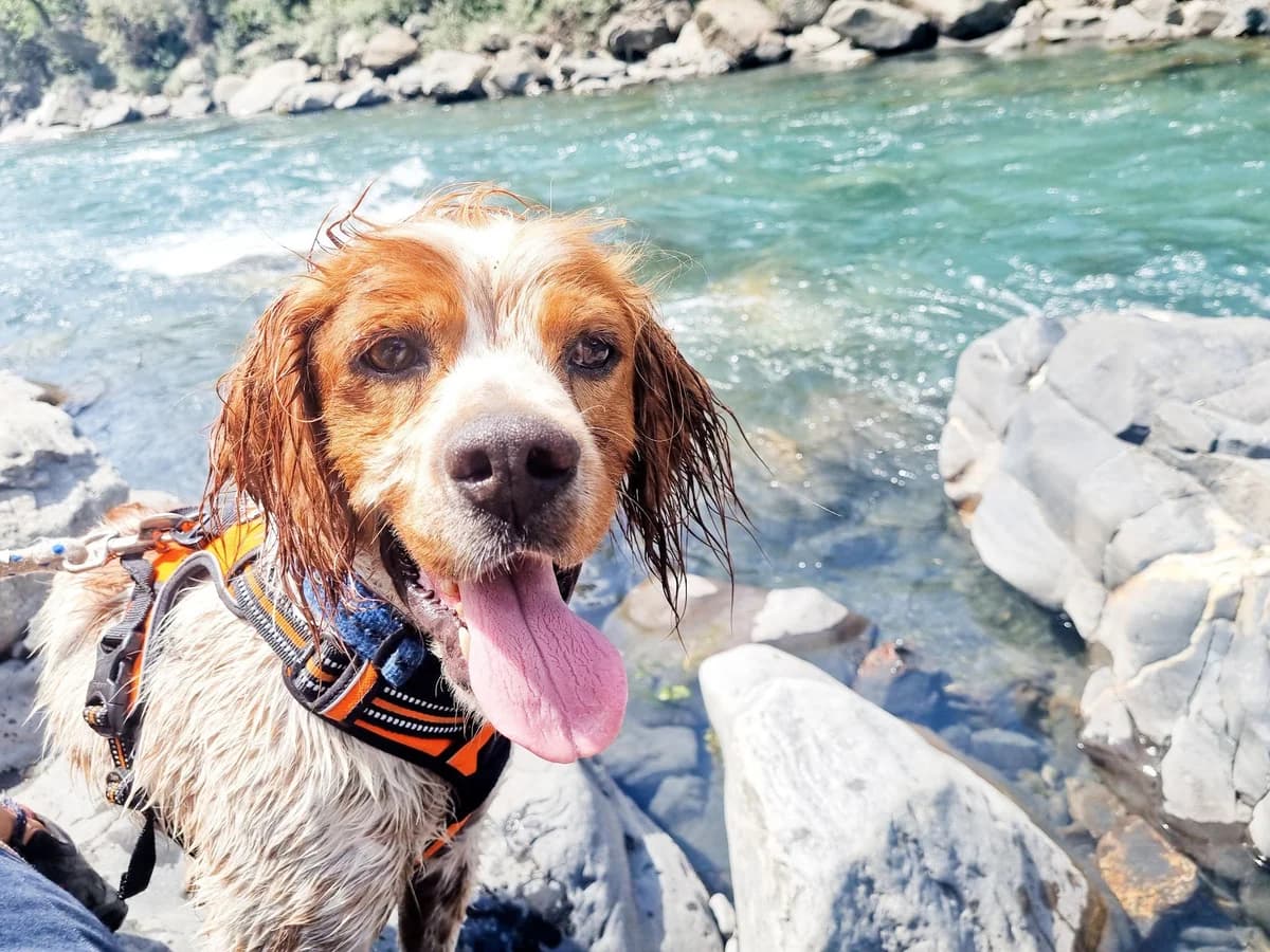 Speedy, male Mixed Breed for adoption at AUDACCE – Refuge de la Vallée de l, Barcelonnette