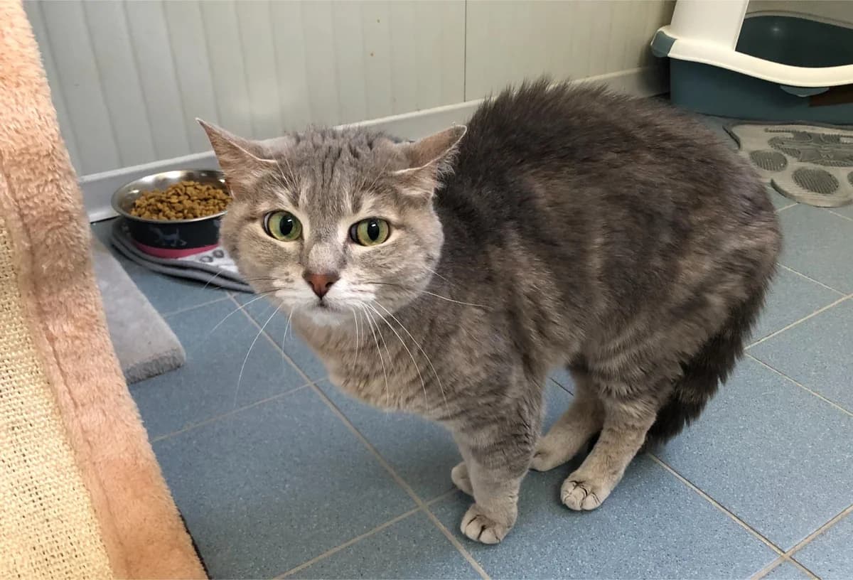 Suzy, female Mixed Breed for adoption at AUDACCE – Refuge de la Vallée de l, Barcelonnette