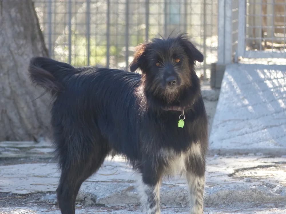 Tara, female Mixed Breed for adoption at AUDACCE – Refuge de la Vallée de l, Barcelonnette