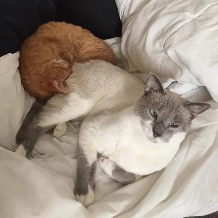 ALASKA, female Mixed Breed for adoption at Au Service des Animaux 06 – Refuge de Mougins