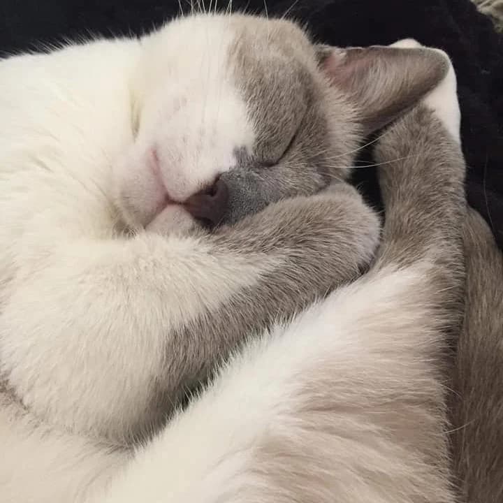 ALASKA, female Mixed Breed for adoption at Au Service des Animaux 06 – Refuge de Mougins — photo 3 of 4