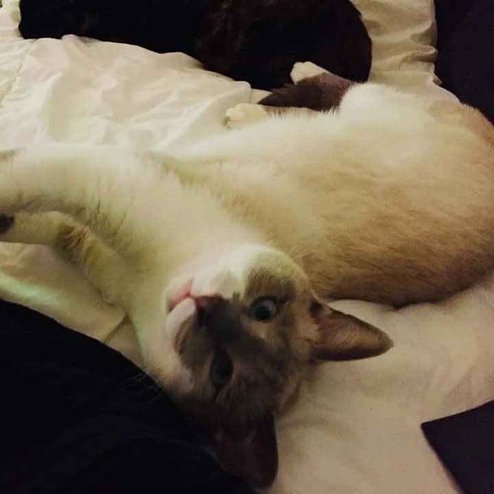 ALASKA, female Mixed Breed for adoption at Au Service des Animaux 06 – Refuge de Mougins — photo 4 of 4