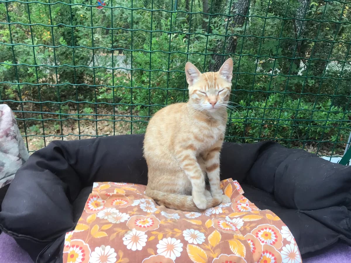JOCKY, male Mixed Breed for adoption at Au Service des Animaux 06 – Refuge de Mougins