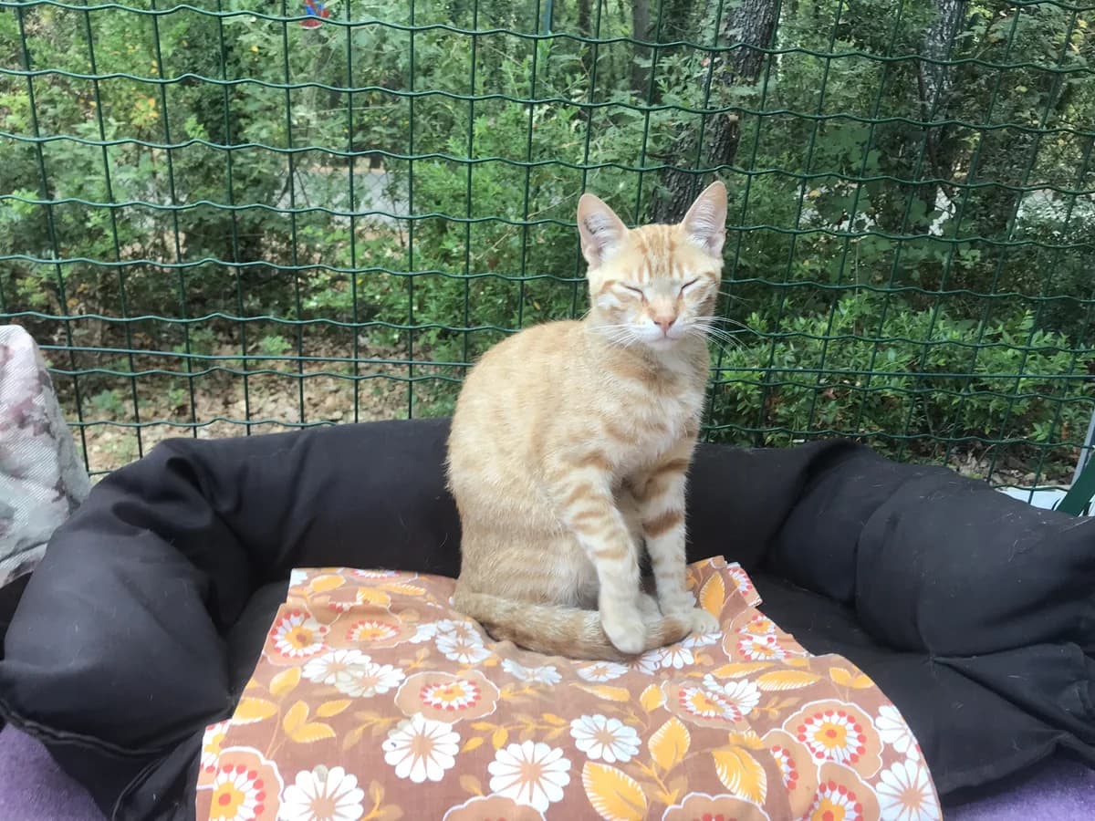 JOCKY, male Mixed Breed for adoption at Au Service des Animaux 06 – Refuge de Mougins — photo 2 of 5