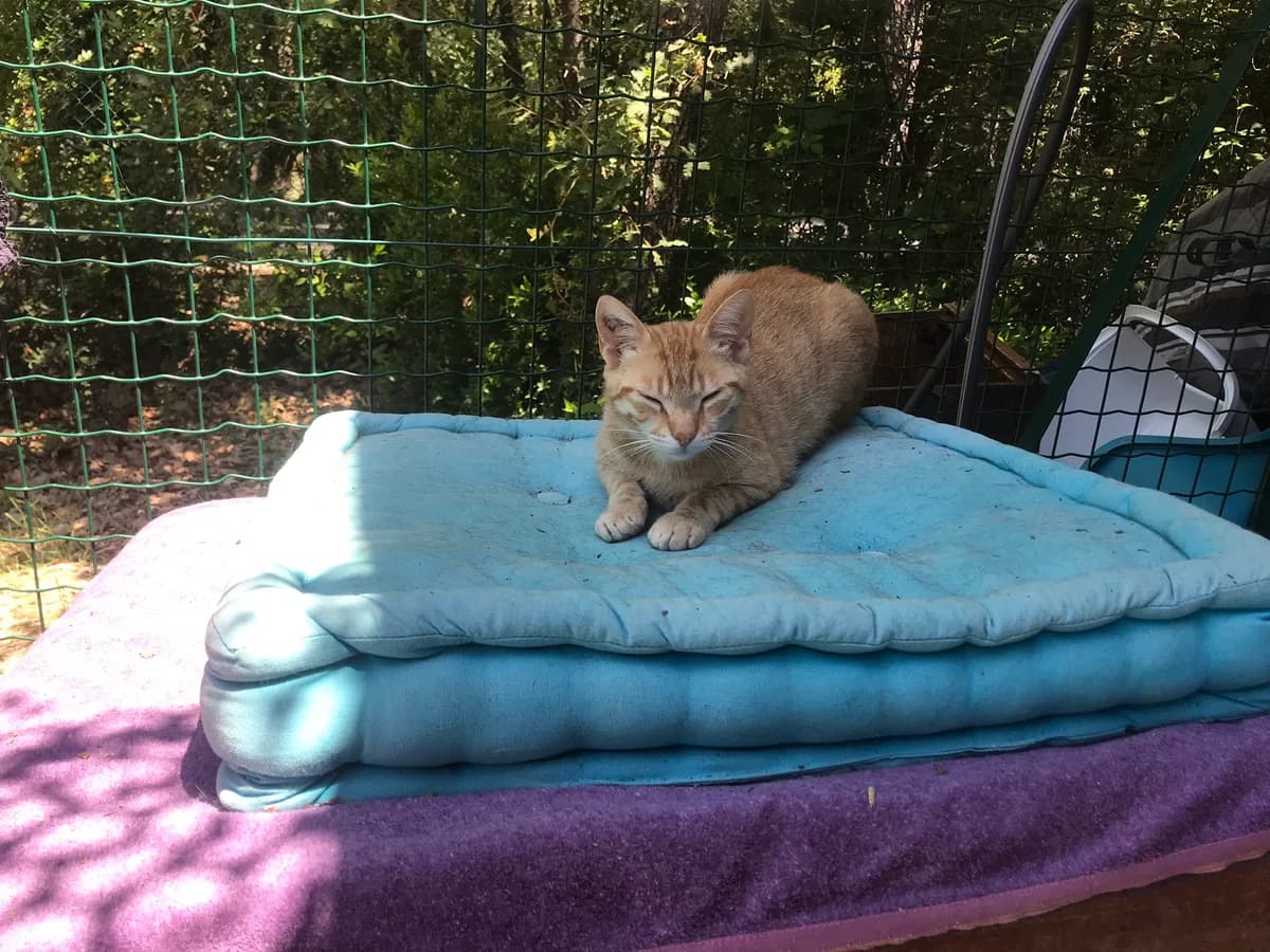 JOCKY, male Mixed Breed for adoption at Au Service des Animaux 06 – Refuge de Mougins — photo 3 of 5