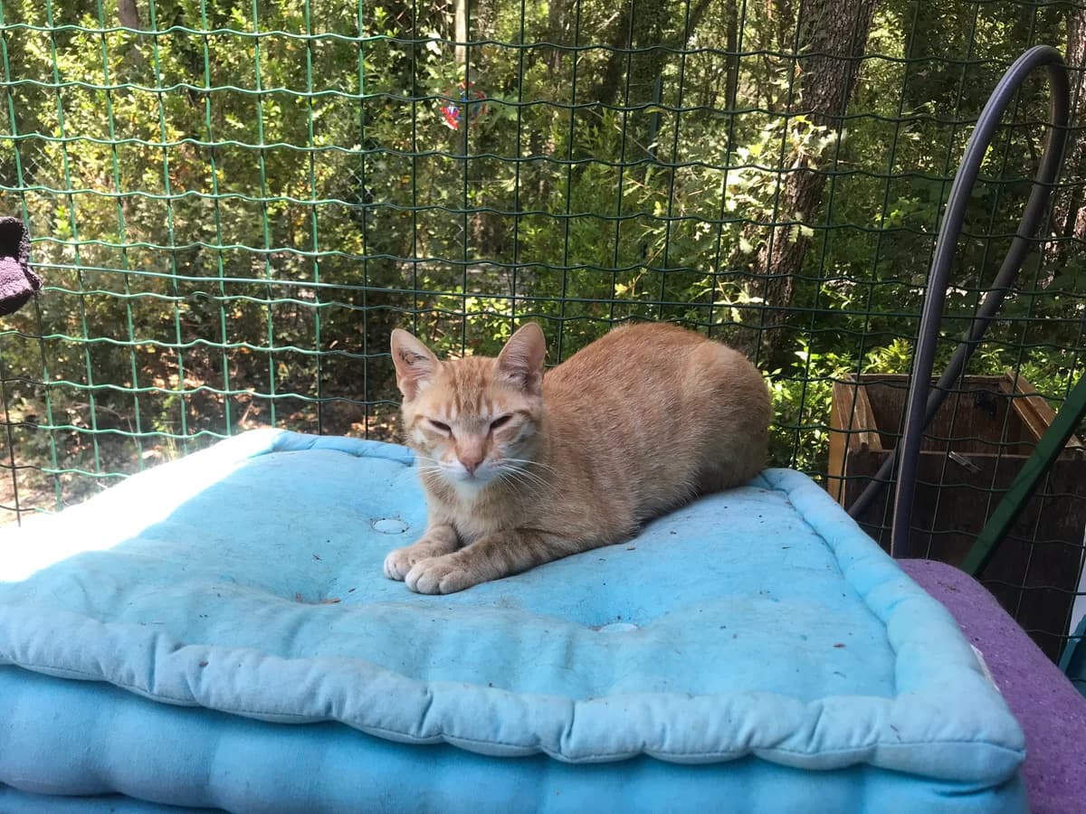 JOCKY, male Mixed Breed for adoption at Au Service des Animaux 06 – Refuge de Mougins — photo 4 of 5