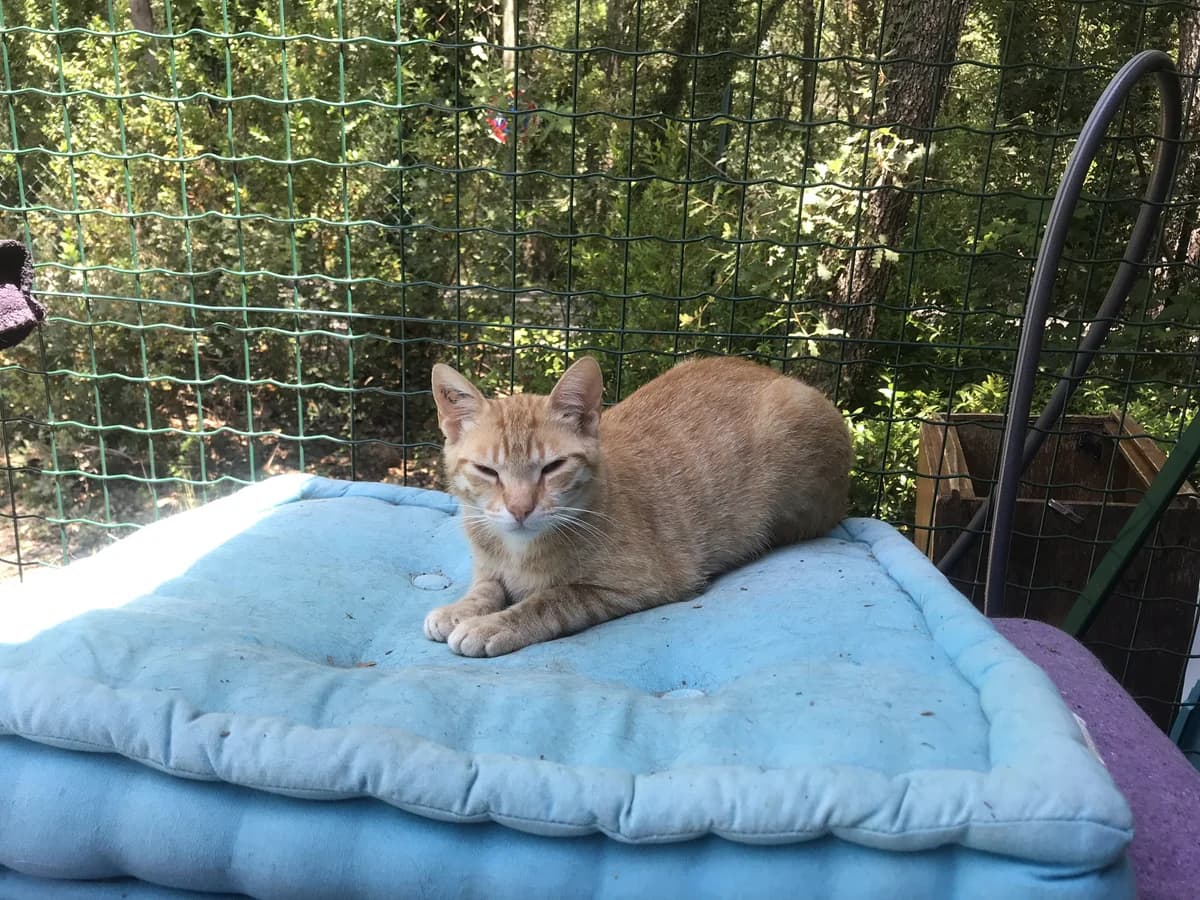JOCKY, male Mixed Breed for adoption at Au Service des Animaux 06 – Refuge de Mougins — photo 5 of 5