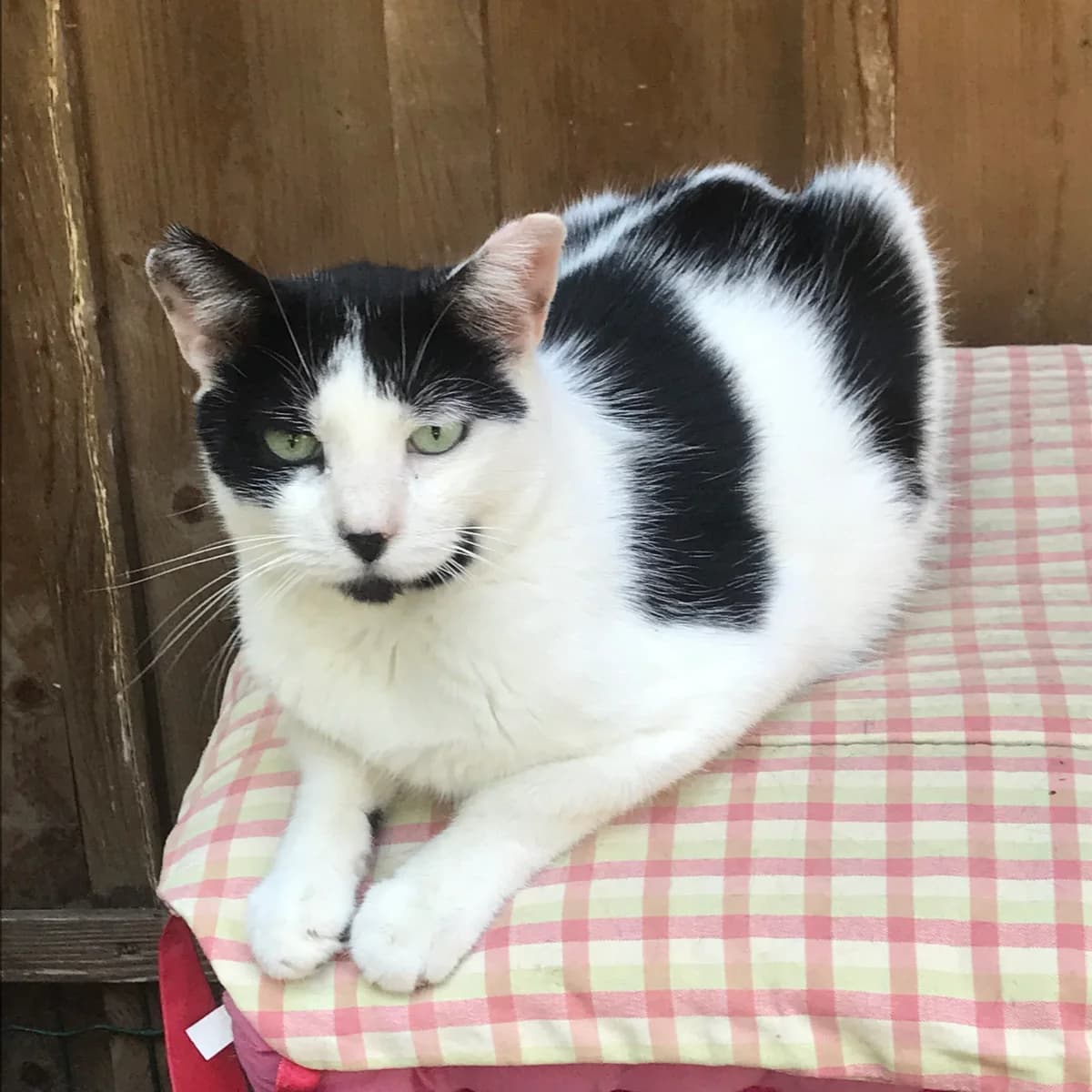 MOMO, male Mixed Breed for adoption at Au Service des Animaux 06 – Refuge de Mougins