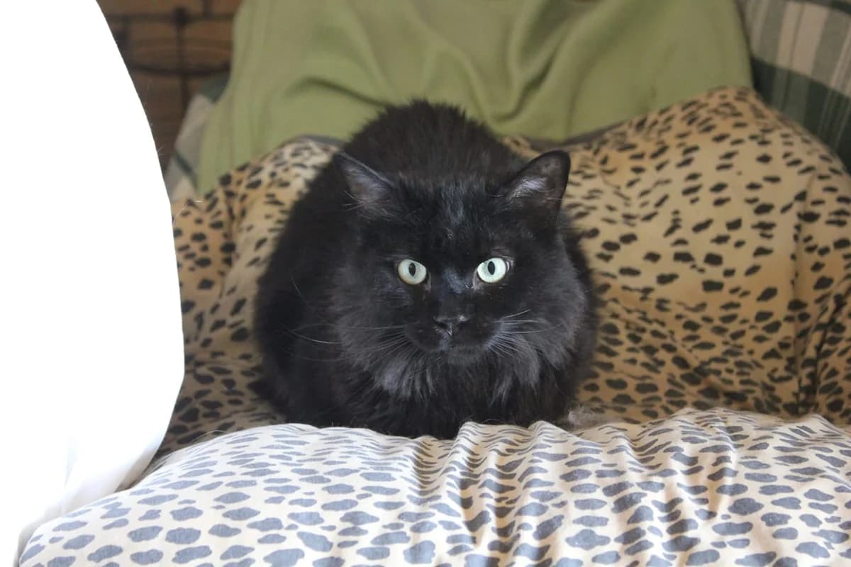 SOPRANO, male Mixed Breed for adoption at Au Service des Animaux 06 – Refuge de Mougins