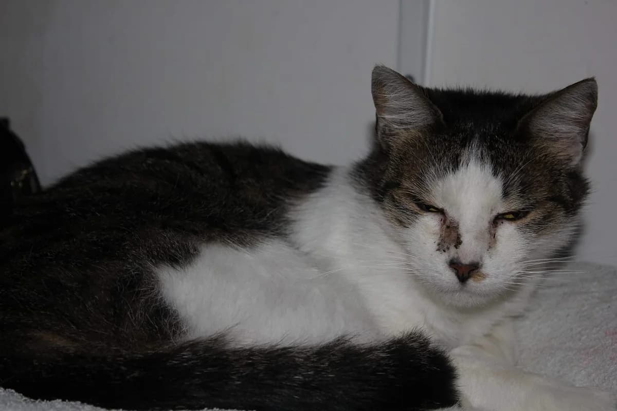 EDEN, male senior Mixed Breed for adoption at Au Service des Animaux 06 – Refuge de Mougins