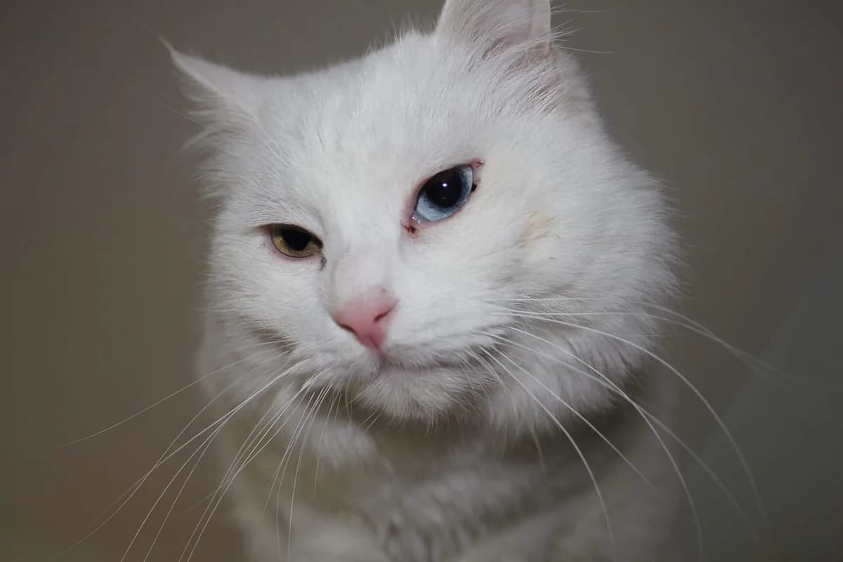 SNOW adopté, male Mixed Breed for adoption at Au Service des Animaux 06 – Refuge de Mougins