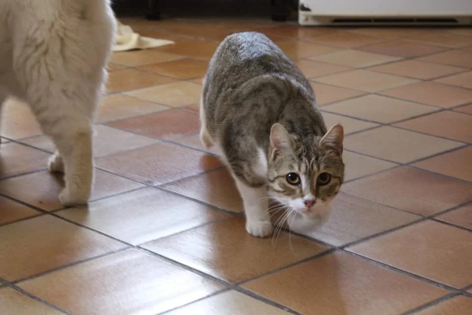 TAIS, female Mixed Breed for adoption at Au Service des Animaux 06 – Refuge de Mougins