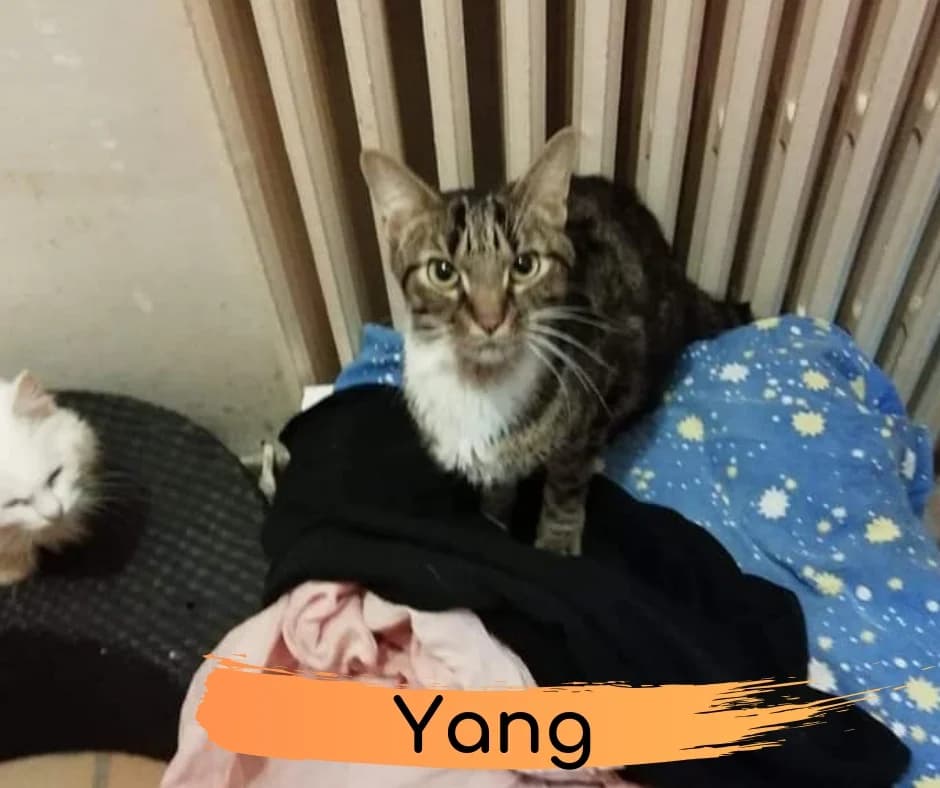 YANG, male Mixed Breed for adoption at Au Service des Animaux 06 – Refuge de Mougins