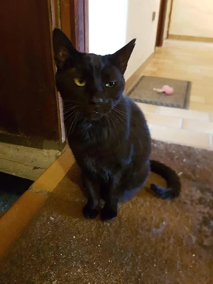 ZEPHYR, male Mixed Breed for adoption at Au Service des Animaux 06 – Refuge de Mougins