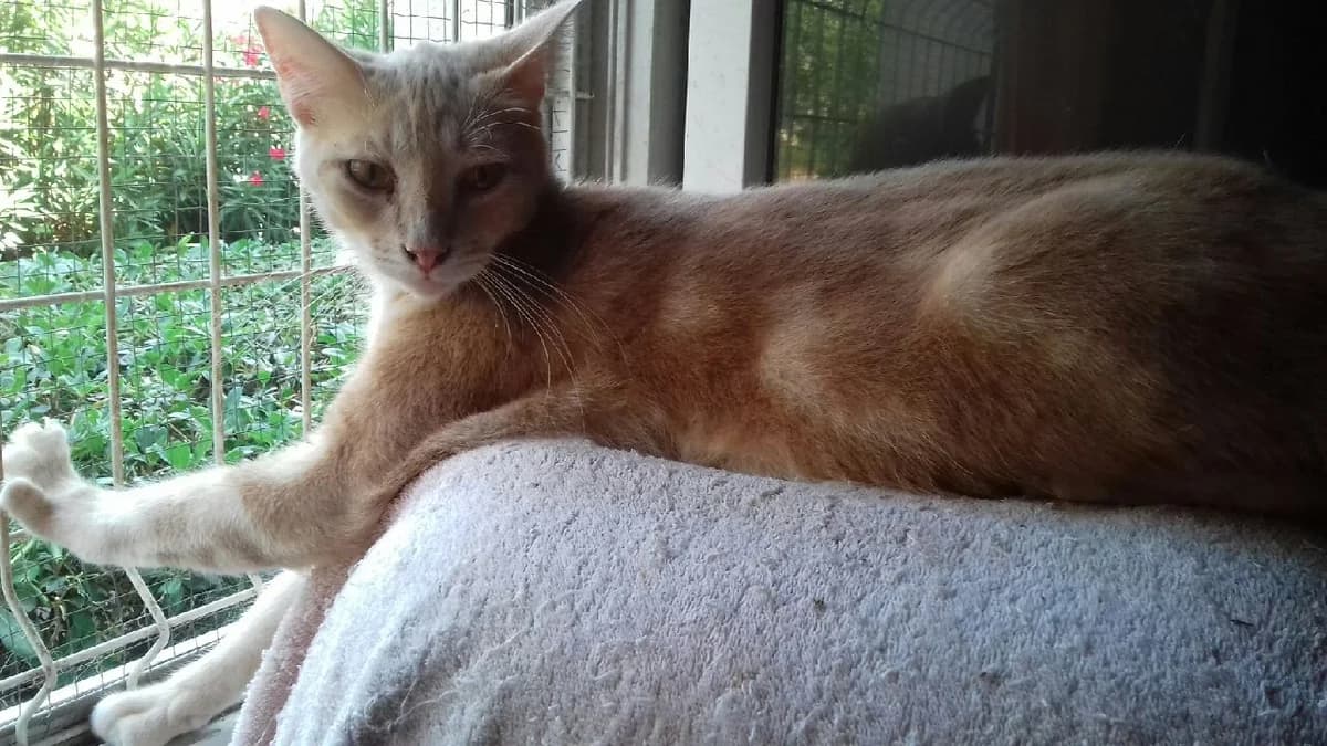 LOOPING, male Mixed Breed for adoption at Au Service des Animaux 06 – Refuge de Mougins