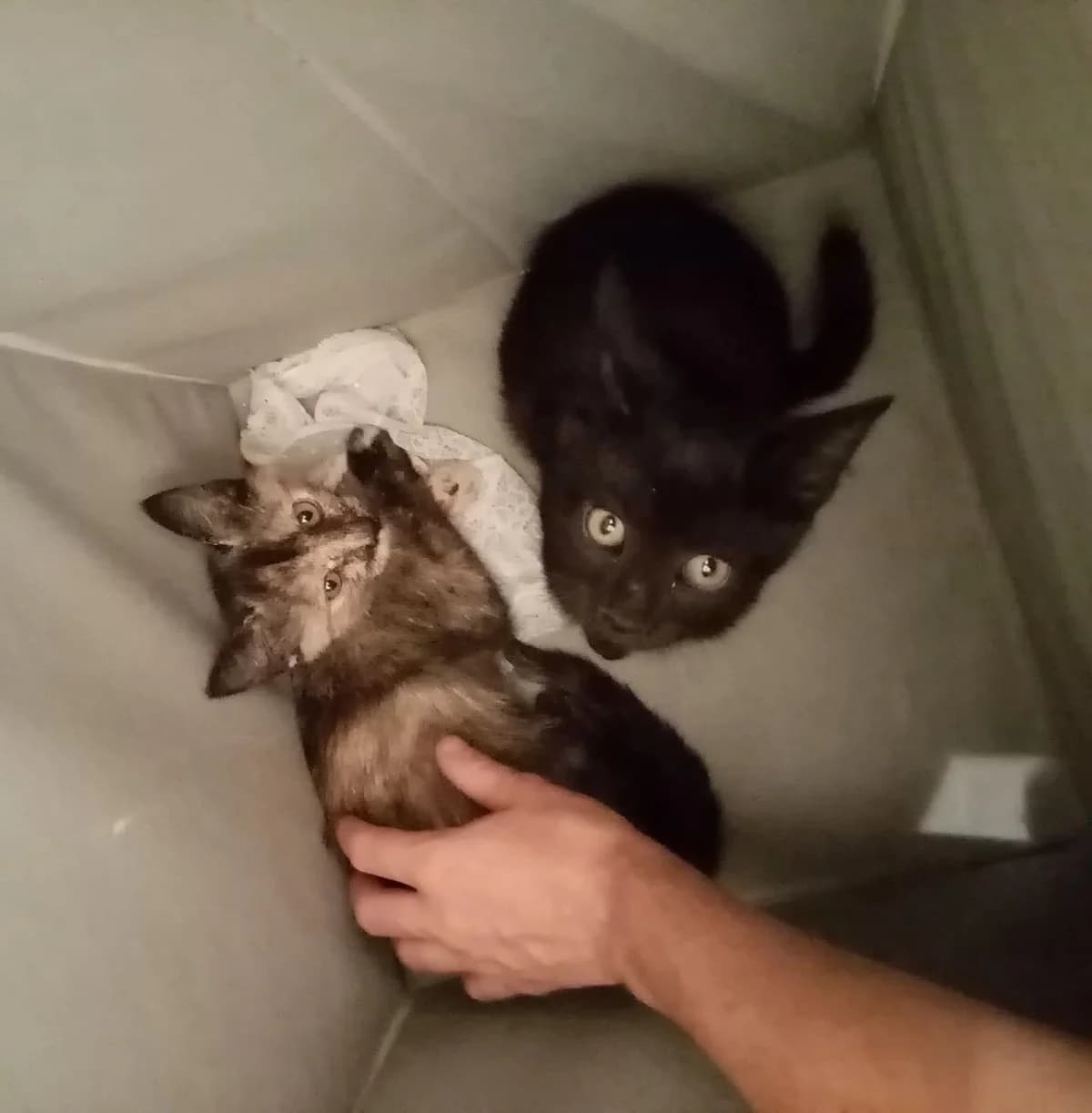 ISELI & BAGUERA, female Mixed Breed for adoption at Au Service des Animaux 06 – Refuge de Mougins — photo 2 of 6