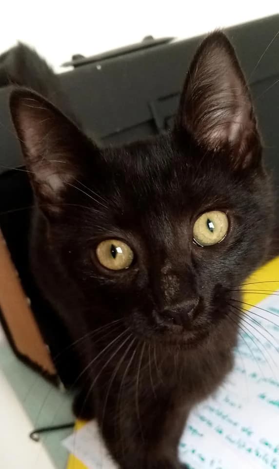 ISELI & BAGUERA, female Mixed Breed for adoption at Au Service des Animaux 06 – Refuge de Mougins — photo 4 of 6