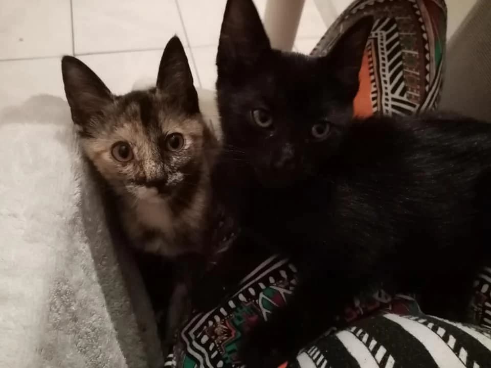 ISELI & BAGUERA, female Mixed Breed for adoption at Au Service des Animaux 06 – Refuge de Mougins — photo 5 of 6