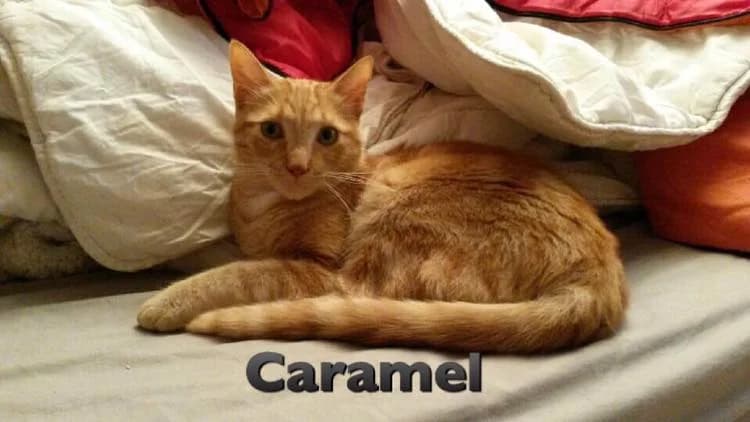CARAMEL, male young Mixed Breed for adoption at Au Service des Animaux 06 – Refuge de Mougins