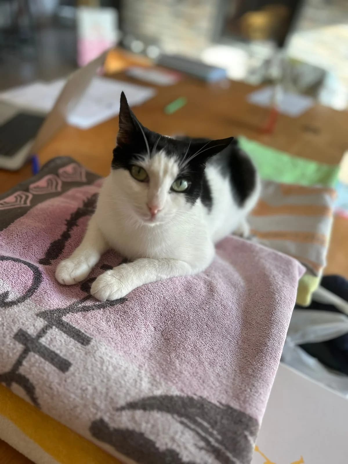 Vaïana,  young Mixed Breed for adoption at Au Service des Animaux 06 – Refuge de Mougins