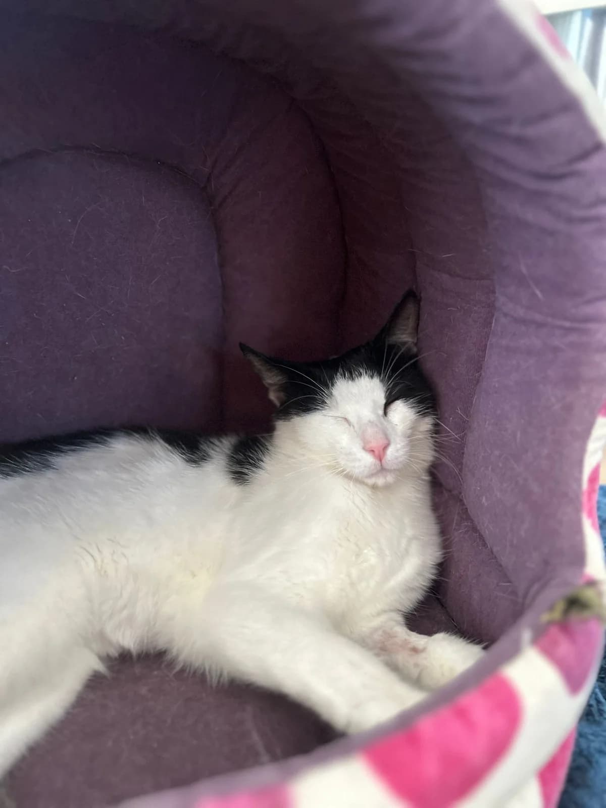 Vaïana,  Mixed Breed for adoption at Au Service des Animaux 06 – Refuge de Mougins — photo 2 of 3