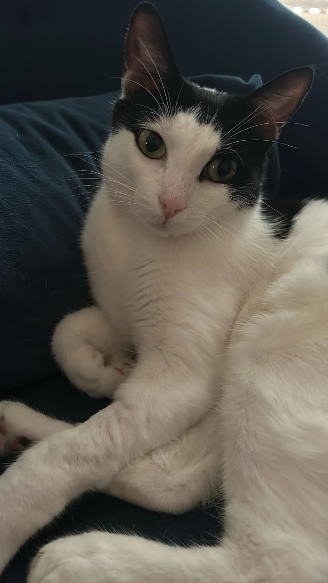 Vaïana,  Mixed Breed for adoption at Au Service des Animaux 06 – Refuge de Mougins — photo 3 of 3