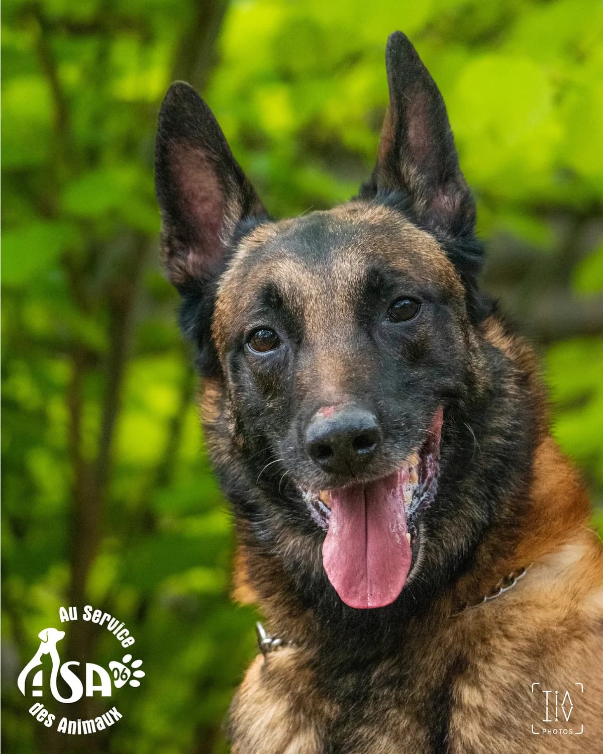 Max,  Mixed Breed for adoption at Au Service des Animaux 06 – Refuge de Mougins — photo 3 of 3