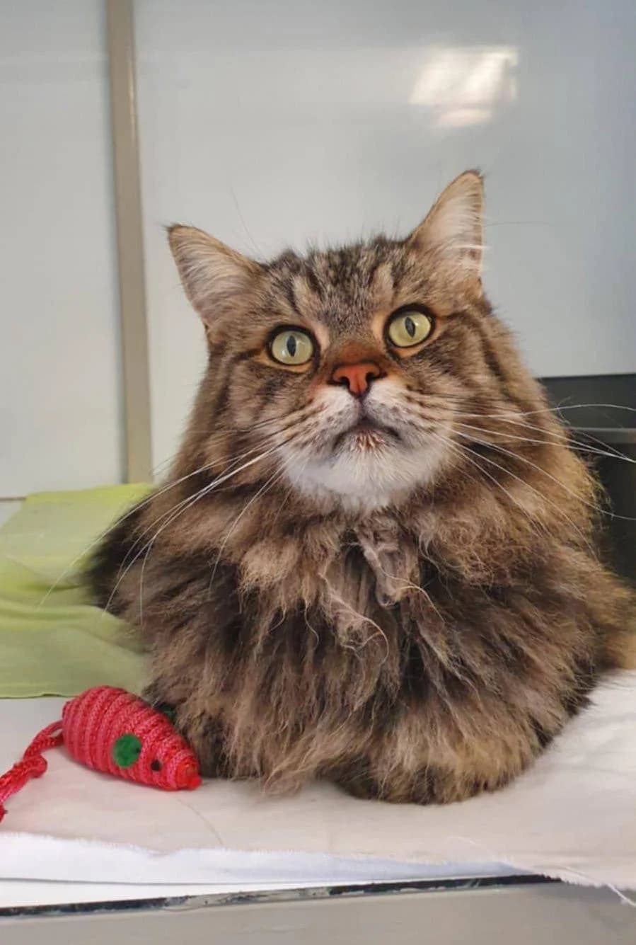 Onyx,  7yo Mixed Breed for adoption at Au Service des Animaux 06 – Refuge de Mougins
