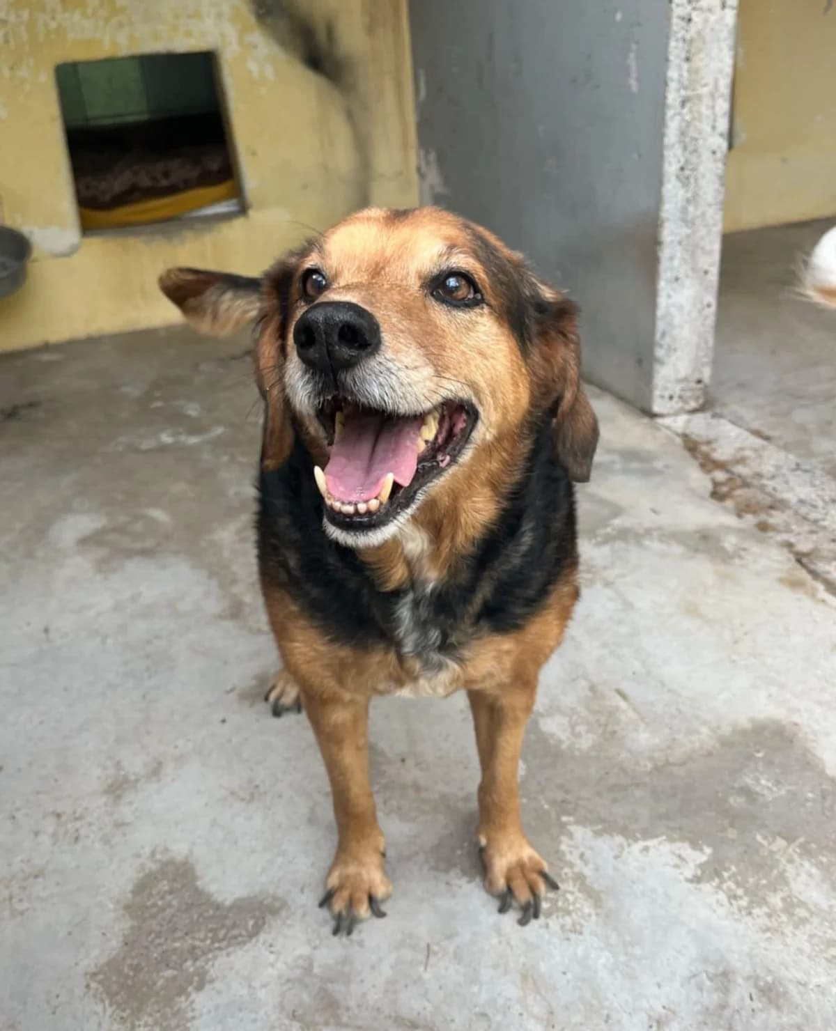 Onyx,  Mixed Breed for adoption at Au Service des Animaux 06 – Refuge de Mougins — photo 2 of 3