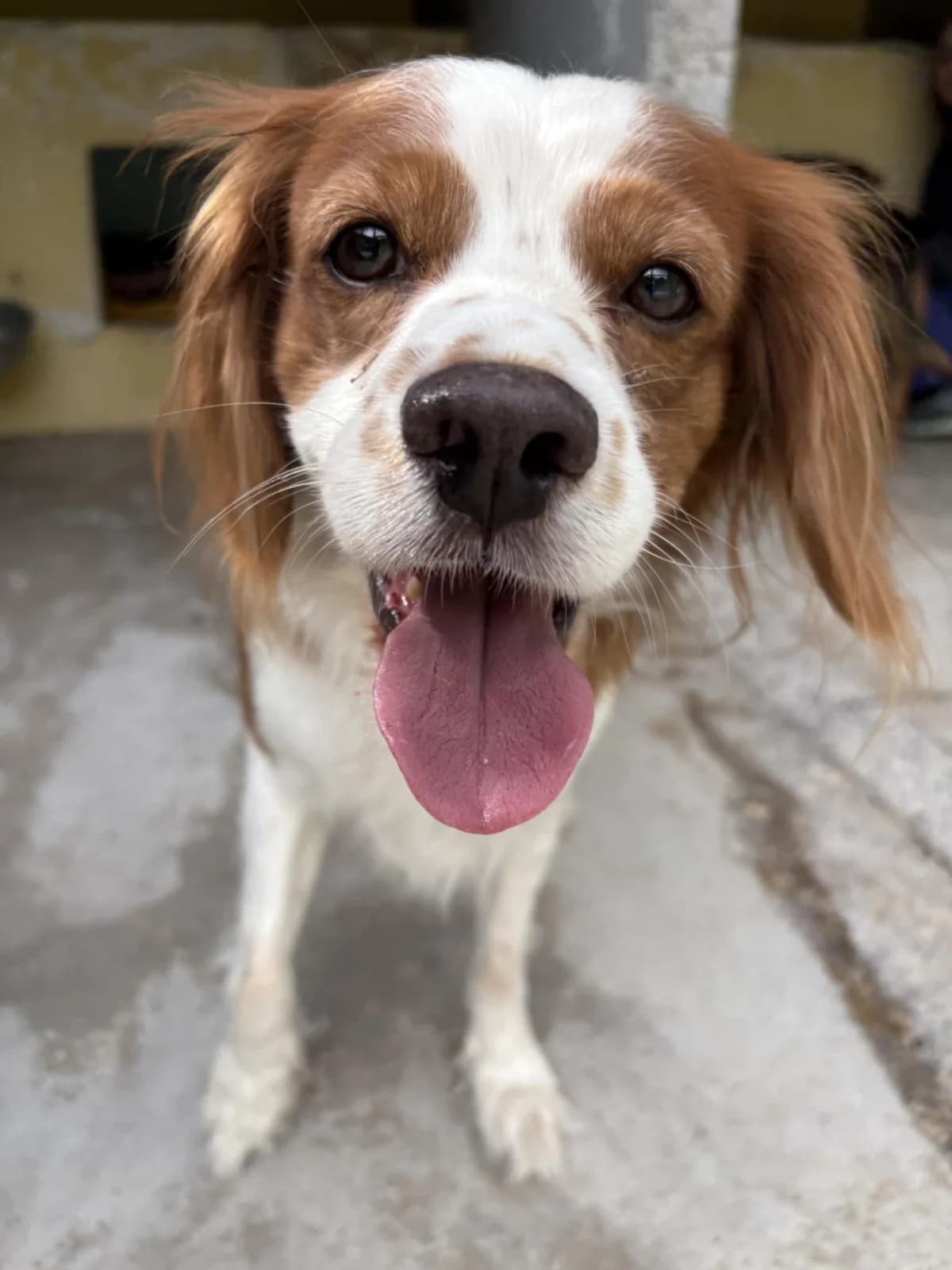 Onyx,  Mixed Breed for adoption at Au Service des Animaux 06 – Refuge de Mougins — photo 3 of 3