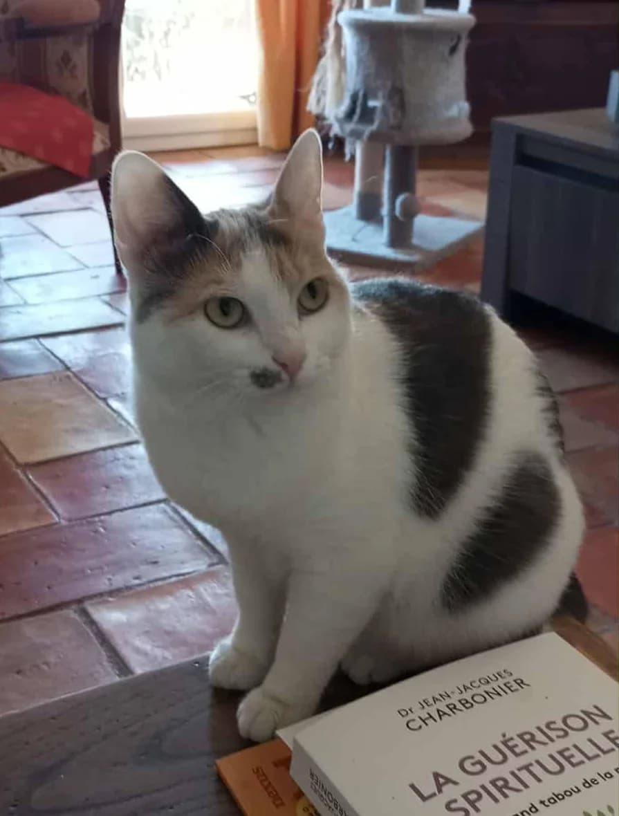 Noisette, female Mixed Breed for adoption at Au Service des Animaux 06 – Refuge de Mougins — photo 2 of 7