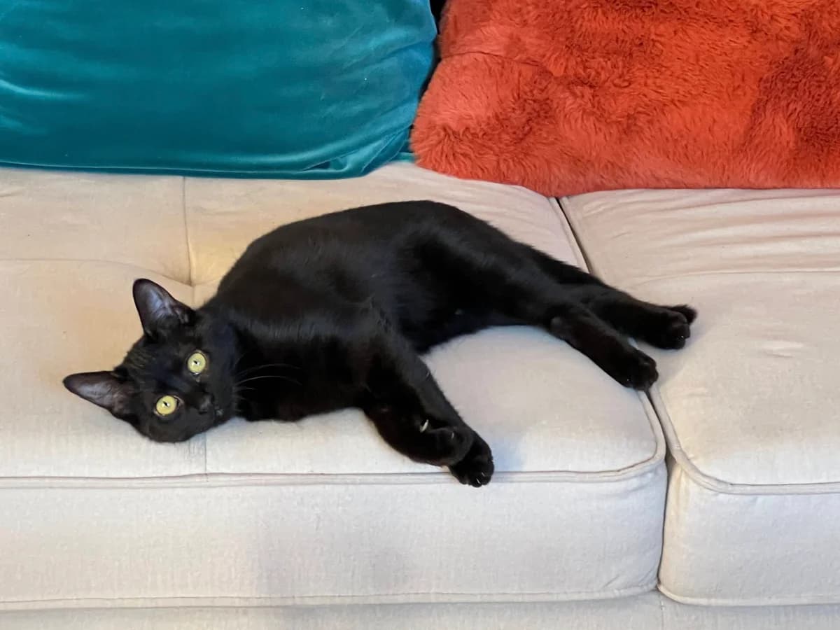 Carbone, female Mixed Breed for adoption at Au Service des Animaux 06 – Refuge de Mougins — photo 8 of 10