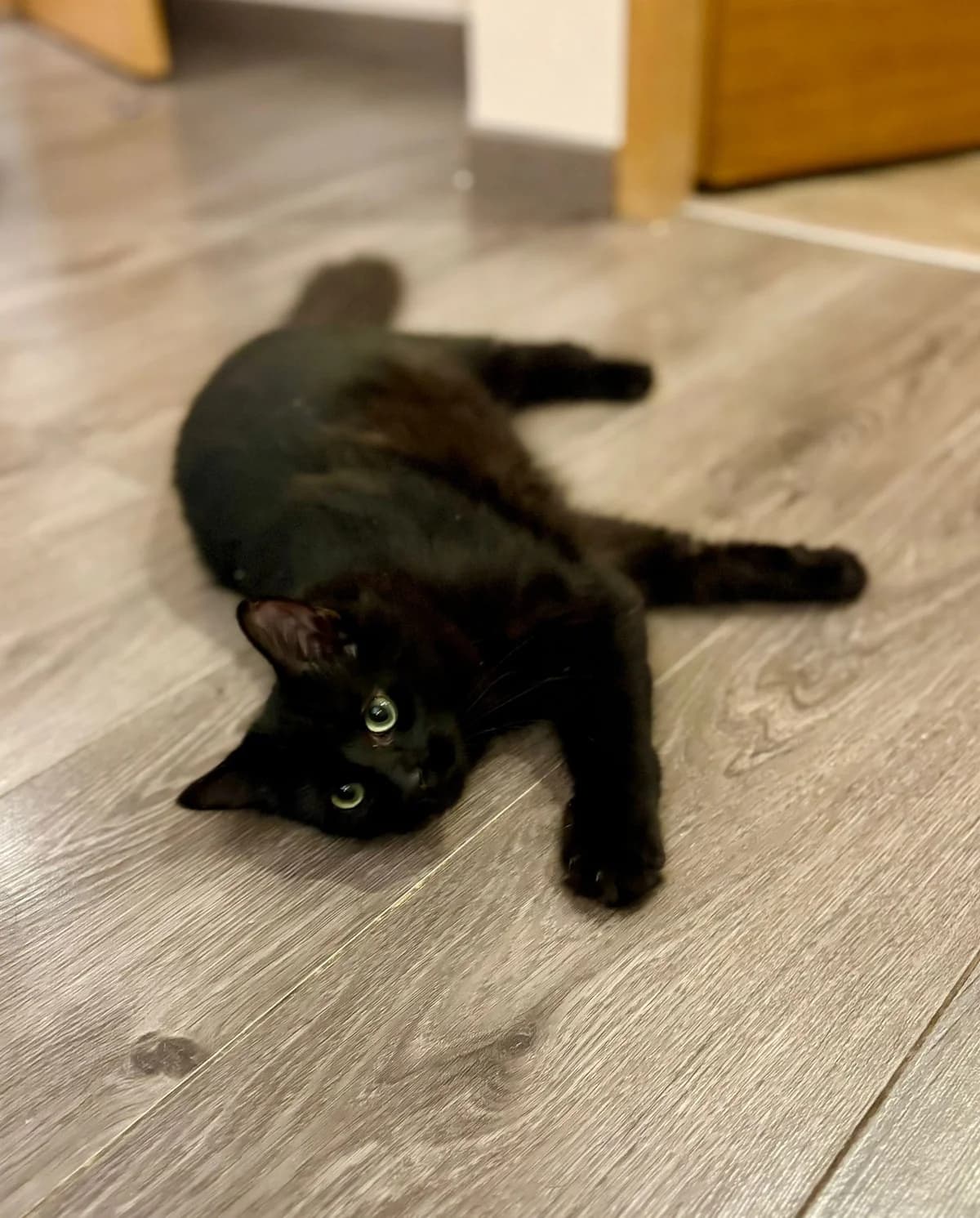 Gaby,  Mixed Breed for adoption at Au Service des Animaux 06 – Refuge de Mougins — photo 8 of 10