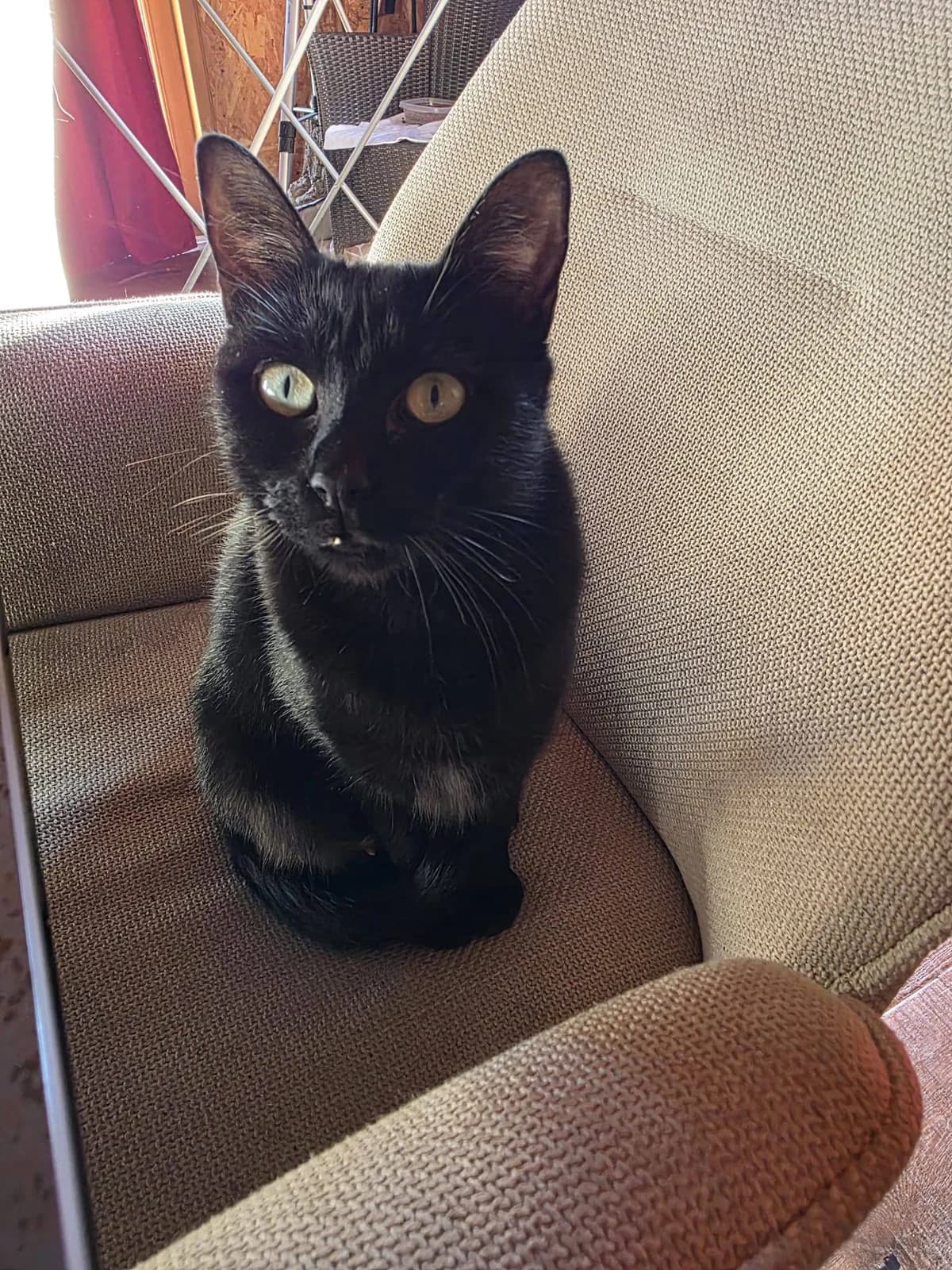 Olive,  Mixed Breed for adoption at Au Service des Animaux 06 – Refuge de Mougins — photo 2 of 3