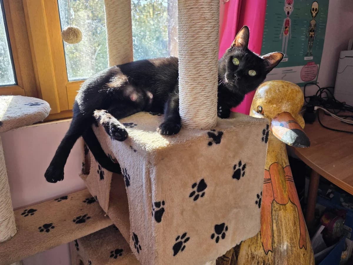 Olive,  Mixed Breed for adoption at Au Service des Animaux 06 – Refuge de Mougins — photo 3 of 3