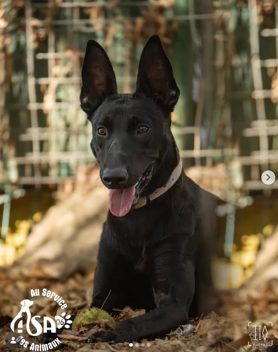Projets,  puppy Mixed Breed for adoption at Au Service des Animaux 06, Mougins