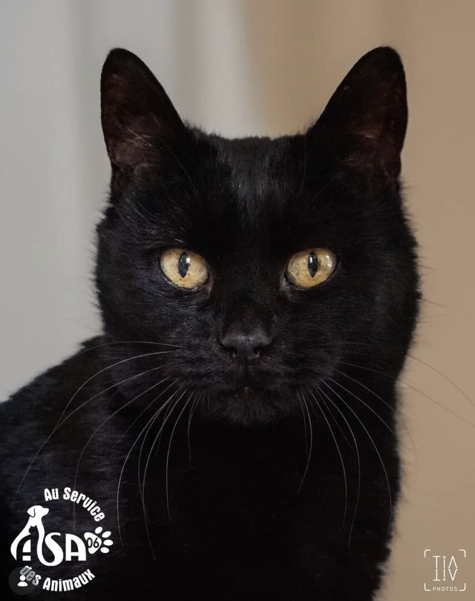 Shazam, female Mixed Breed for adoption at Au Service des Animaux 06 – Refuge de Mougins