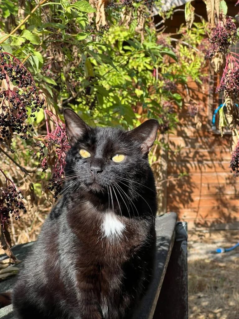Nami, female senior European Shorthair for adoption at AVA Refuge — Agir pour la Vie Animale