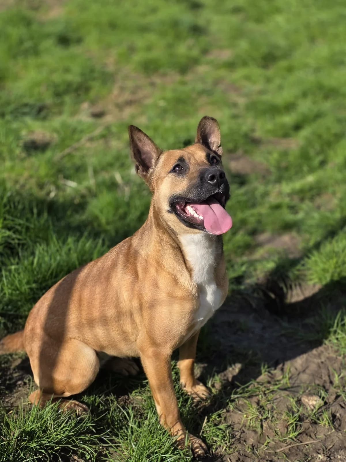 Prunelle, female young mixed breed for adoption at Agir Pour La Vie Animale, France