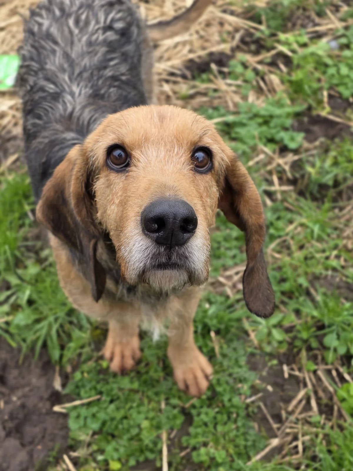 Sonic, male 4yo mixed breed for adoption at AVA Refuge — Agir pour la Vie Animale