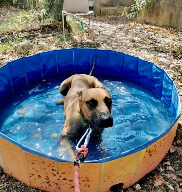 RUBY, male Mixed Breed for adoption at AVSA - Fourrière - Refuge, Roquebrune-sur-Argens