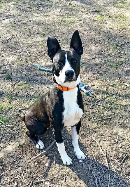 CYRO,  mixed breed for adoption at AVSA - Fourrière - Refuge, Roquebrune-sur-Argens