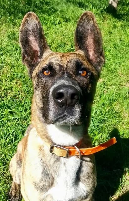 BANDIT,  puppy Mixed Breed for adoption at AVSA - Fourrière - Refuge, Roquebrune-sur-Argens