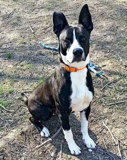 CIRO,  mixed breed for adoption at AVSA - Fourrière - Refuge, Roquebrune-sur-Argens